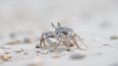 Ghost Crab on Sandy Beach Close Up with Slow Push In 4K Stock Footage 340495557
