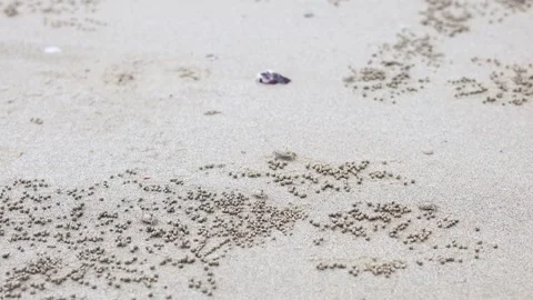 Ghost Crab on Sandy Beach Stock Footage 324949947