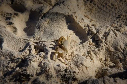 Ghost crab on sandy beach with raised claws and stalked eyes Stock Photos