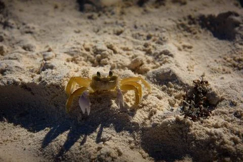 Ghost crab on sandy beach with raised claws and stalked eyes Stock Photos