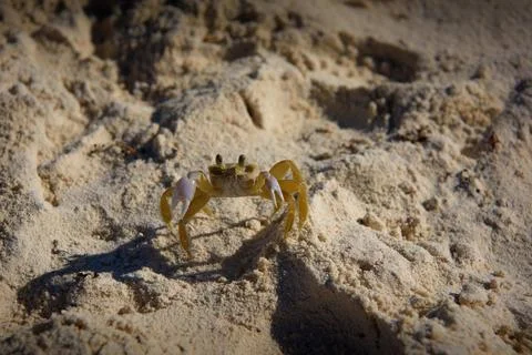 Ghost crab on sandy beach with raised claws and stalked eyes Stock Photos
