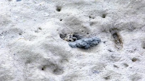 Ghost crab sitting in freshly dug out hole on sandy beach in Fiji, South Pacific Stock Footage 345046335