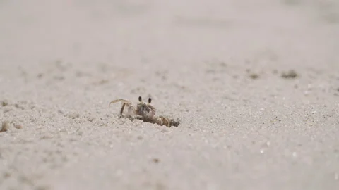 Ghost Crab Throwing Sand on Beach Stock Footage 137330081