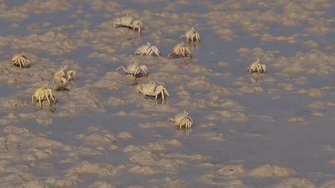 Ghost crabs colony's scuttling on muddy beach with small sandpiper, Socotra Video stock 335209134
