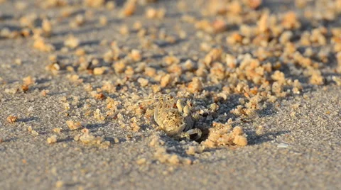 Ghost crabs digging holes.  HD Video stock 41731655
