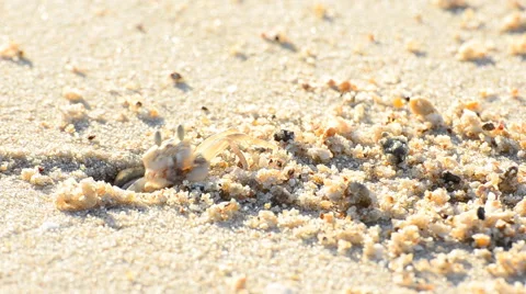 Ghost crabs digging holes. HD Stock Footage 42227974
