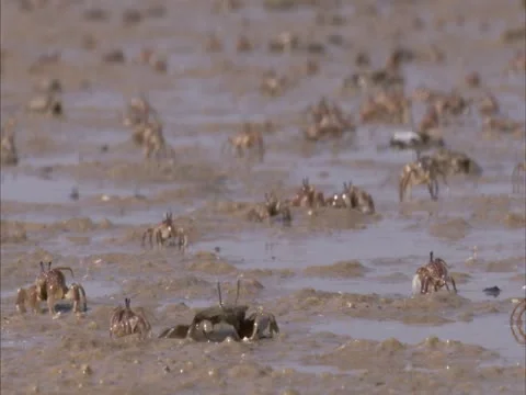 Ghost crabs Stock Footage 21888034