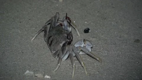 Ghost Crabs, Malaysia Stock Footage 185466385