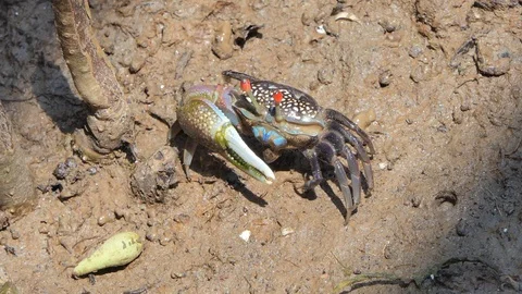 Ghost crabs on mud at wetlands forest. Stock Footage 118012271