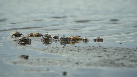 Ghost crabs (Ocypode kuhlii) Stock Footage