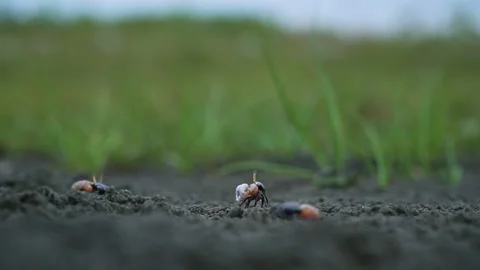 Ghost crabs (Ocypode kuhlii) Stock Footage 132454314