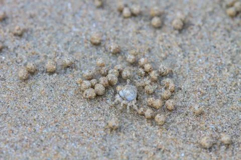 Ghost Crabs Stock-Fotos