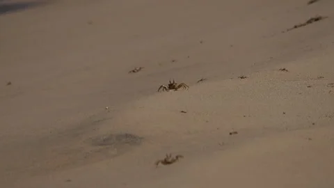 Ghost crabs running sideways on sandy beach Stock Footage 340642292