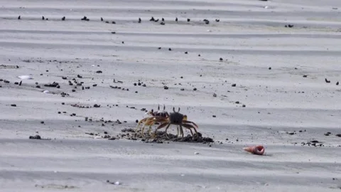 Ghost crabs scuffle for area Stock Footage 344883784
