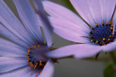Ghost Daisy Flower Stock Photos