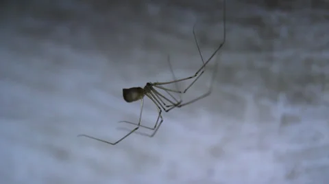 Ghost in the dark corner of the spider Stock Footage 39833597
