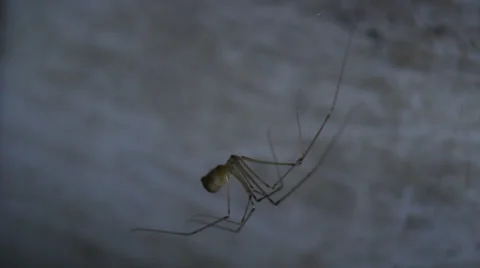 Ghost in the dark corner of the spider Stock-Footage 39833636
