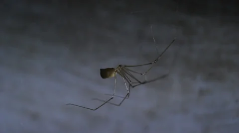Ghost in the dark corner of the spider Stock Footage 39833666