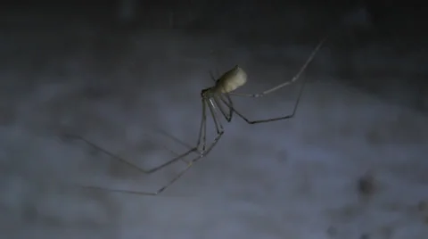 Ghost in the dark corner of the spider Stock Footage 39847438