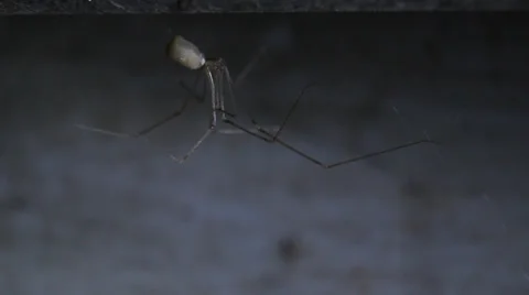 Ghost in the dark corner of the spider Stock Footage 39847454