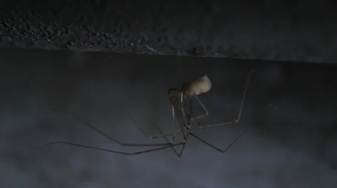 Ghost in the dark corner of the spider Stock Footage 39848762