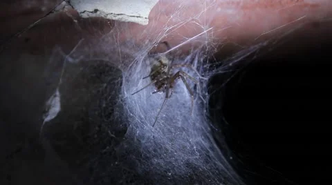 Ghost in the dark corner of the spider Stock Footage 40320571