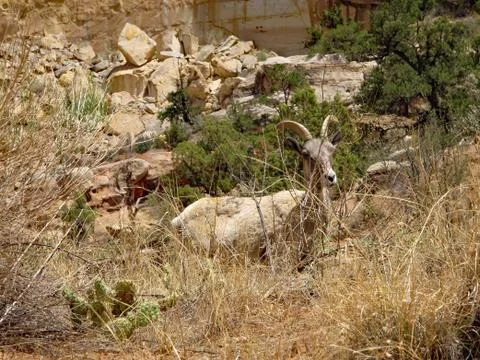 Ghost in the Desert Stock Photos