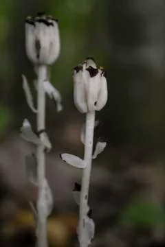 Ghost Flowers 스톡 사진