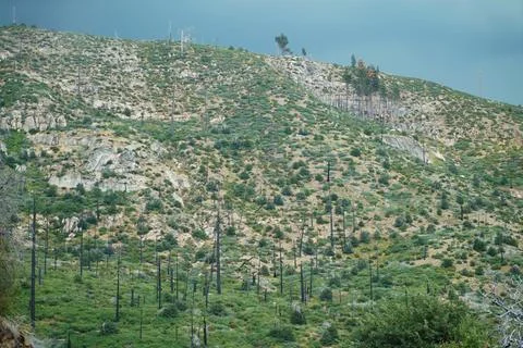 Ghost forest ambiance Stock Photos
