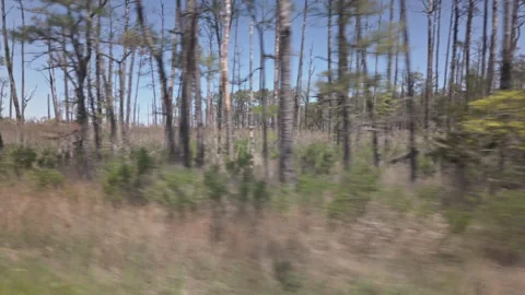 Ghost Forest and salt marsh with dead trees Stock Footage 339354491