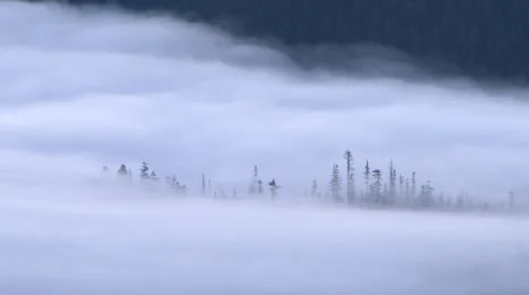Ghost Forest Video stock 46693518