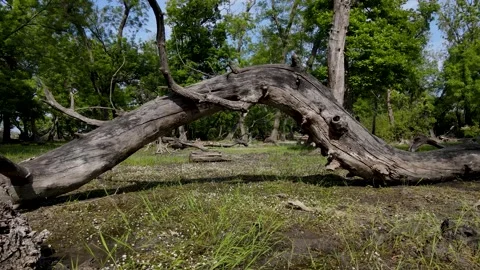 Ghost Forest Stock Footage 330998596
