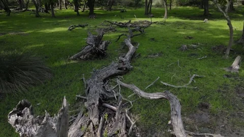 Ghost Forest Stock Footage 332006325