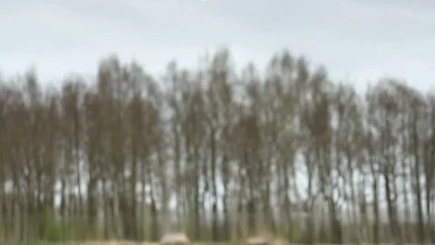 Ghost forest mirage reflection Stock Footage 75793627