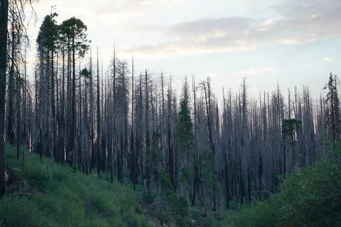 Ghost forest Foto stock
