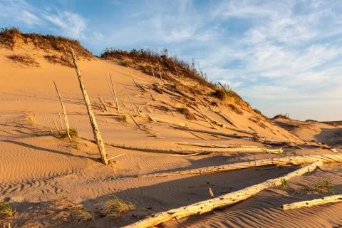Ghost Forest of Sleeping Bear Dunes National Lakeshore Stock Photos