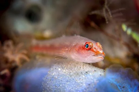 Ghost goby with eggs Stock Photos