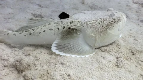 Ghost goby rests on sandy floor of the Red Sea at midday Video stock 312004143