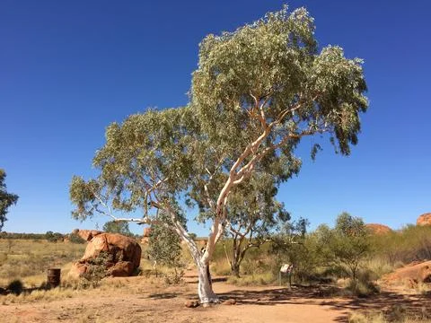 Ghost Gum at Devils Marbles, Northern Territory Stock Photos