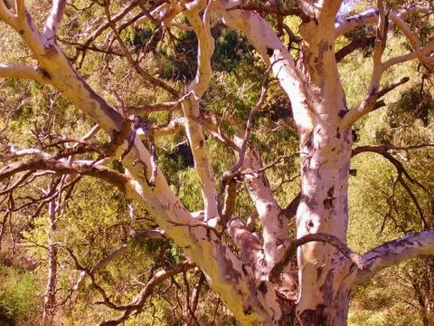 Ghost Gum Foto stock