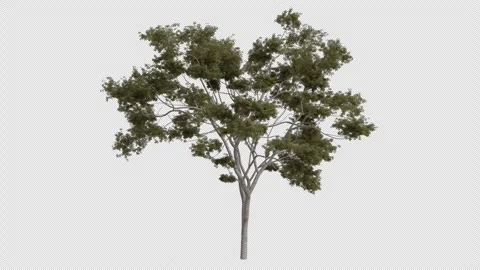 Ghost Gum Tree blowing in the wind. Alpha Channel. Loop Animation Stock Footage 278365856