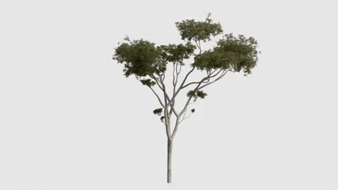 Ghost Gum Tree Swaying in Wind Loop Animation with Alpha Channel Stock Footage 334996688