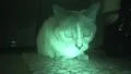 Ghost Kitty - Siamese Cat On Rug In Dark Room Night Vison HD Vídeo HD