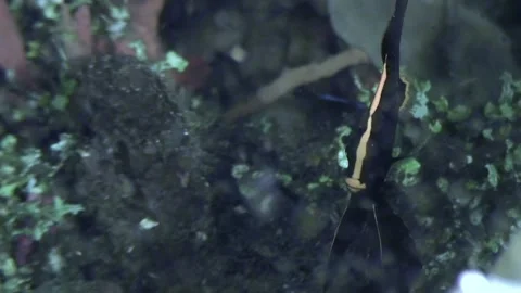 Ghost Knife Fish Floating Among Plants in an Aquarium Stock Footage 337494711