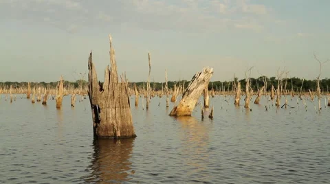 Ghost Lake Stump Stock Footage 49397714