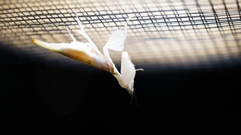 Ghost Mantis Hanging Upside Down in Enclosure Close Up Stock Photos