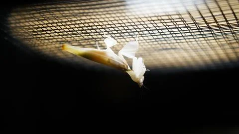 Ghost Mantis Hanging from Wire Mesh Close Up View Foto stock