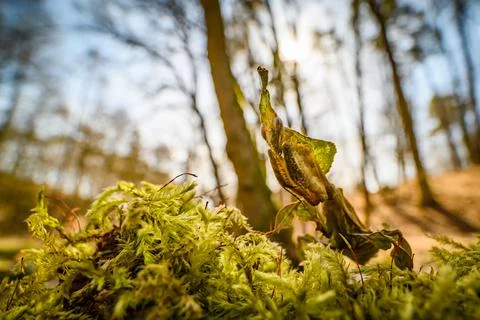 The ghost mantis (Phyllocrania paradoxa) in the forest on the moss, looking i Stock Photos
