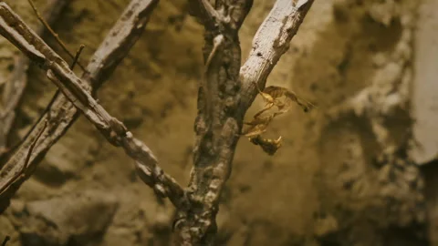 Ghost mantis, small species hanging still, fixedly dancing on tree branch desert Stock Footage 273796520