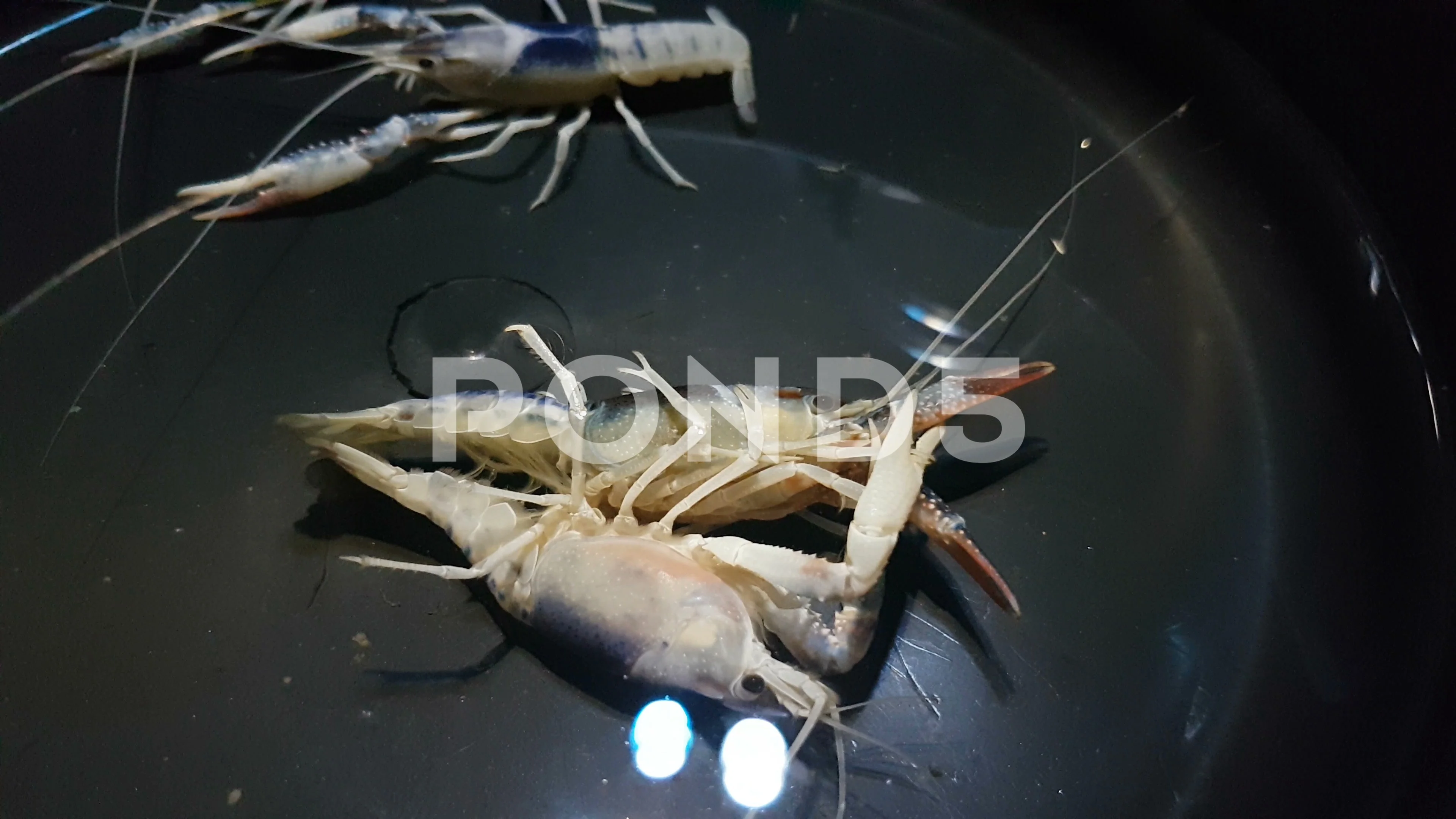 procambarus clarkii ghost